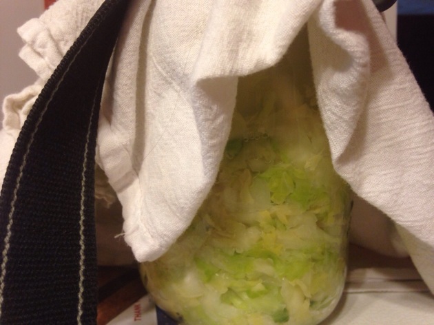 Fermenting Cabbage.